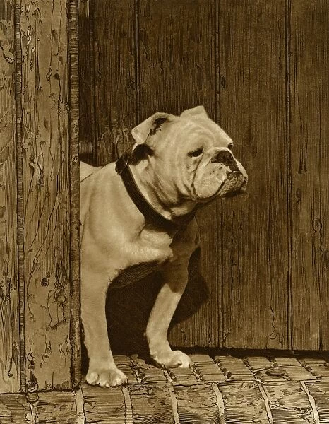 Bulldog in a doorway