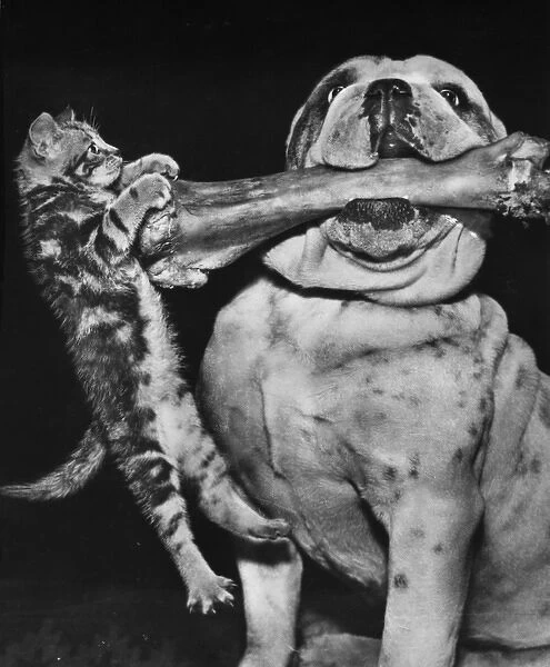 Bulldog and kitten with bone