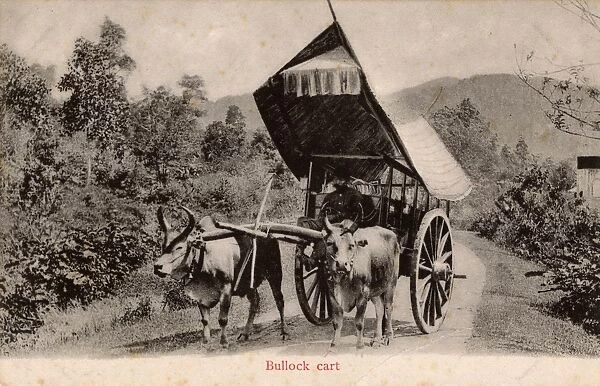 Bullock  /  Ox Cart with delightful mounted canopy, Singapore