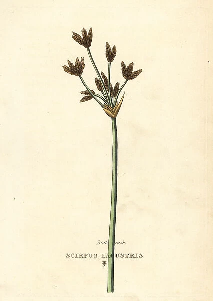 Bulrush or club-rush, Schoenoplectus lacustris