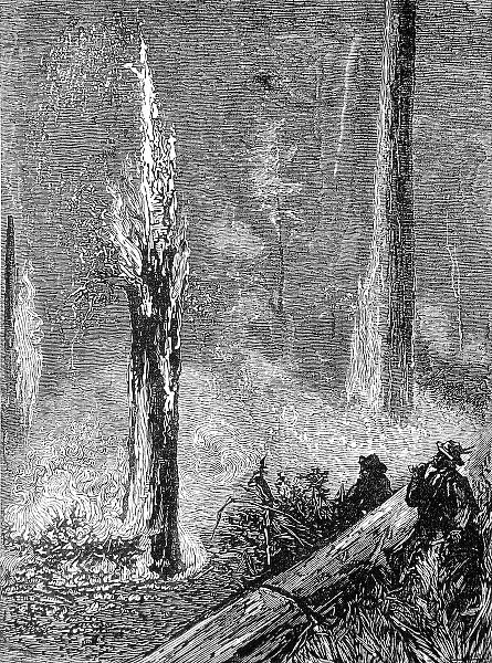 Burning a clearing in the woods, California, 1884