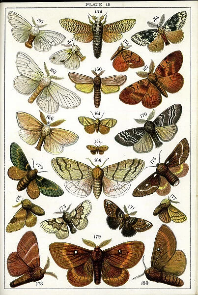 Butterflies and Moths, Plate 12, Bombyces, Zeuzeridae, etc