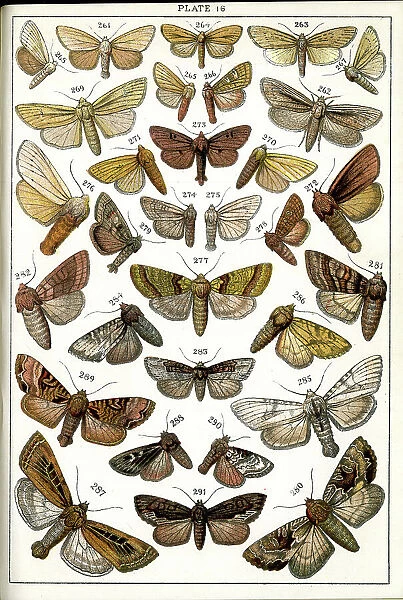 Butterflies and Moths, Plate 16, Noctuae, Leucaniidae, etc