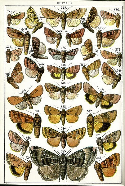 Butterflies and Moths, Plate 19, Noctuae, Noctuidae