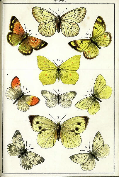 Butterflies and Moths, Plate 2, Papiliones, Pieridae