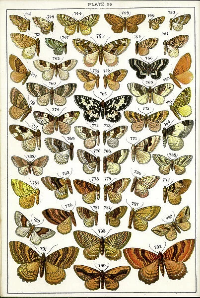 Butterflies and Moths, Plate 29, Geometrae, Hyberniidae