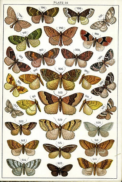 Butterflies and Moths, Plate 30, Geometrae, Hyberniidae, etc