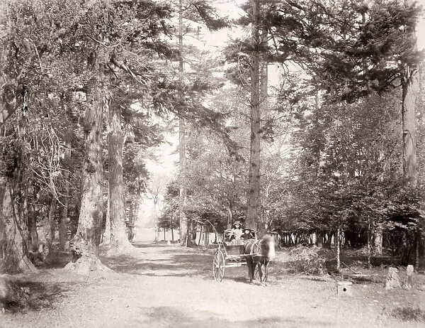 c. 1880s - Beacon Hill Park, Victoria, British Columbia, Canada