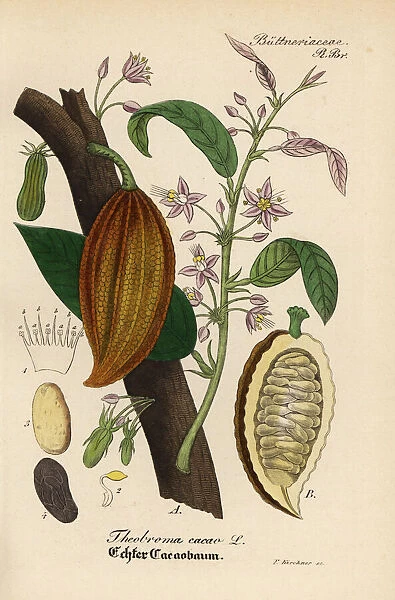 Cacao or cocoa tree, Theobroma cacao