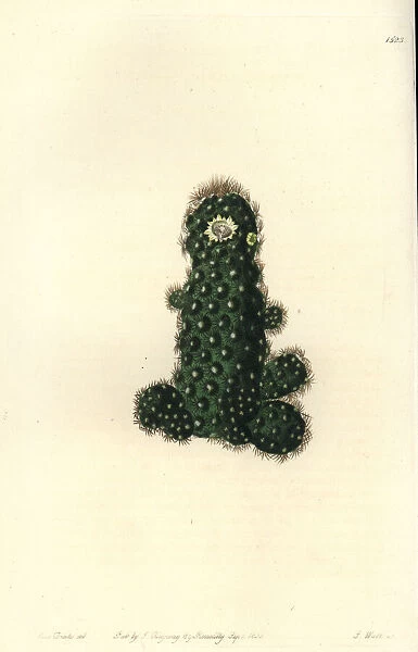 Cactus tenuis