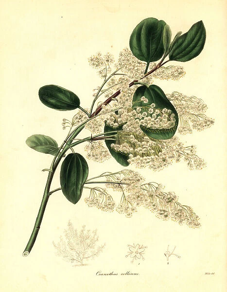 California lilac, Ceanothus species