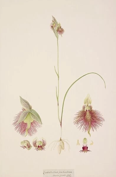 Calochilus paludosus, R. Br