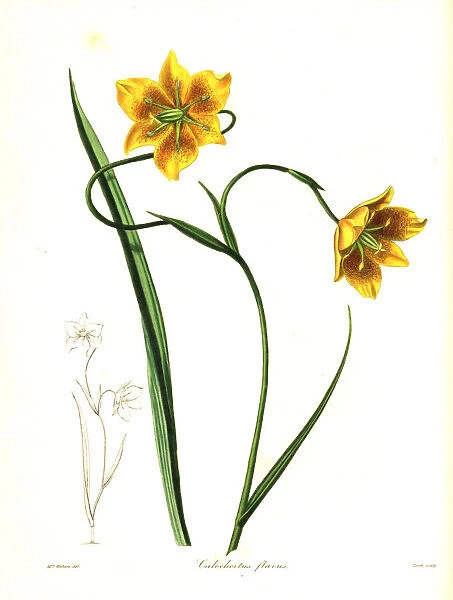Calochortus barbatus lily