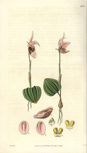 Calypso borealis, northern calypso orchid with