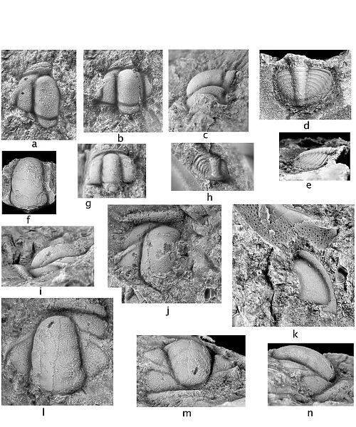 Cambrian trilobites from the Falkland Islands