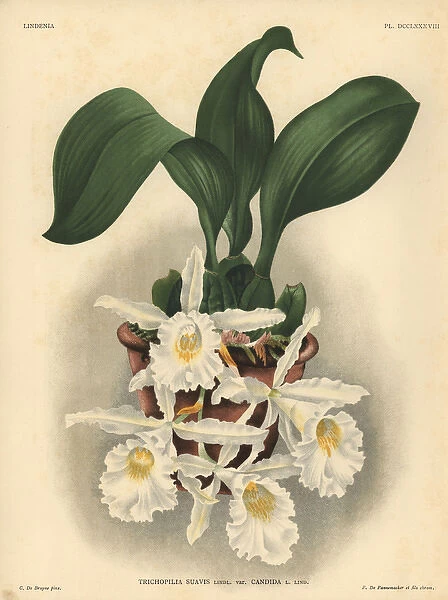 Candida variety of Trichopilia suavis orchid