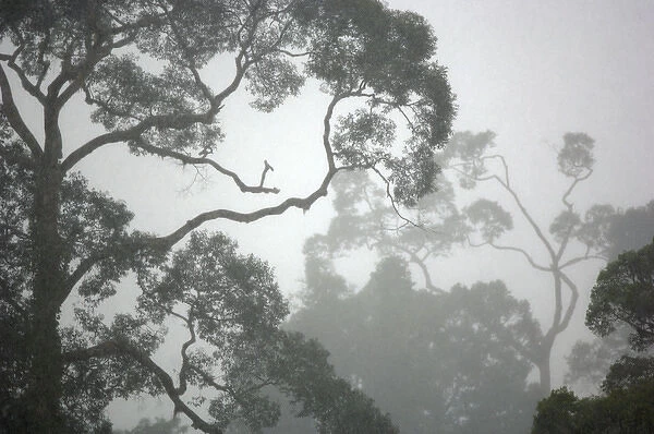 A canopy of primary rainforest in a rainy and misty day