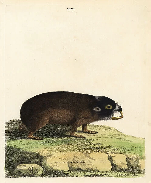 Cape mole-rat, Georychus capensis
