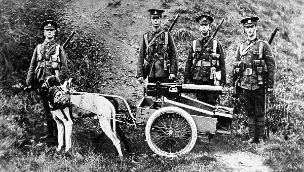 Captain H. Furber, of the 3rd Batt. Welsh Regiment, experiment in dog traction for machine guns