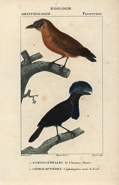 Capuchinbird, Perissocephalus tricolor
