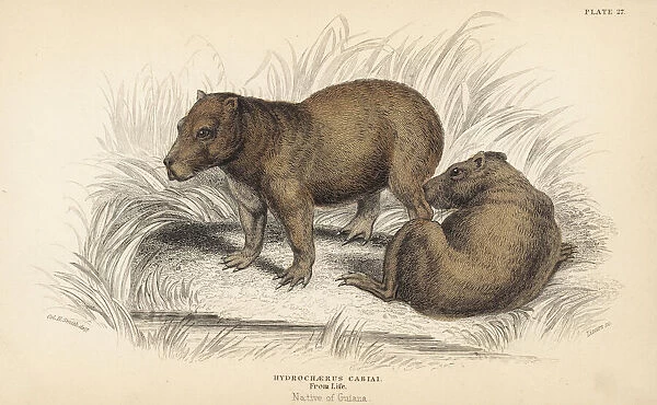 Capybara, Hydrochaeris hydrochaeris