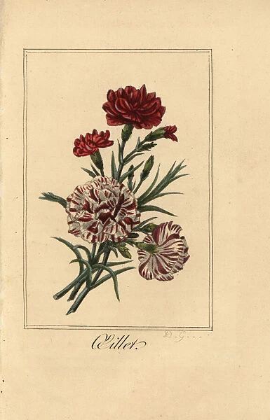 Carnation or clove pink, oillet, Dianthus caryophyllus