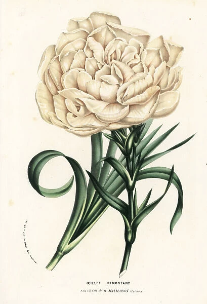 Carnation variety, Souvenir de la Malmaison