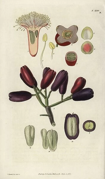 Caryophyllus aromaticus, clove spice flower