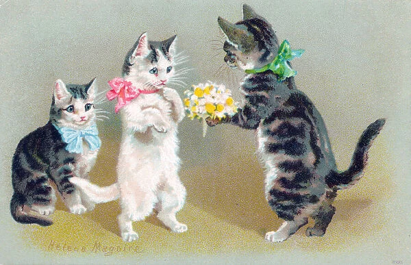 Cat and two kittens with flowers on a postcard