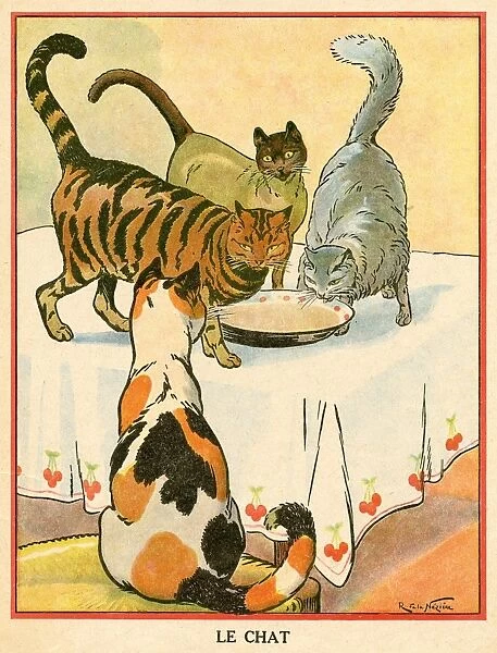 Three Cats Drink Milk