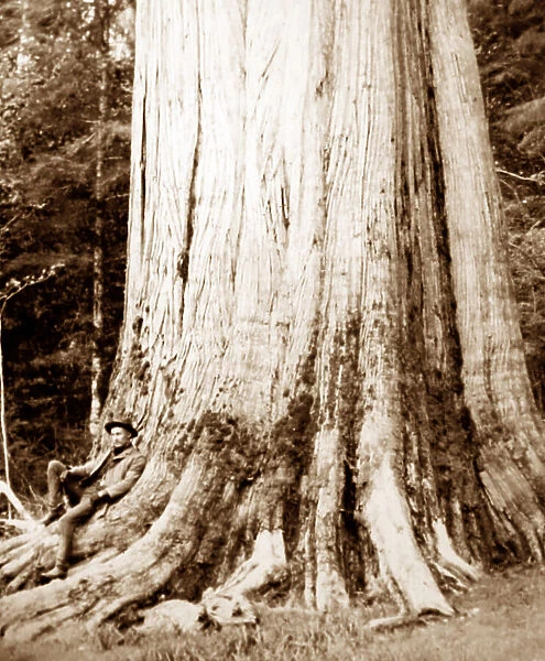 Cedar tree, Vancouver, Canada