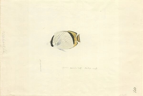 Chaetodon vagabundus, vagabond butterflyfish