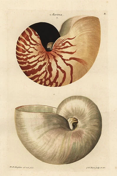 Chambered or great nautilus shell, Nautilus pompilius