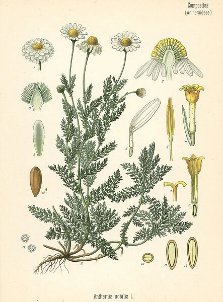 Chamomile, Chamaemelum nobile