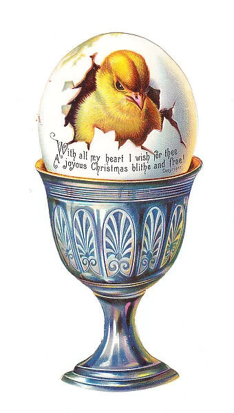 Chick in an eggcup on a cutout Christmas card