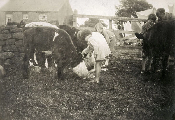 Children feeding calves on a farm