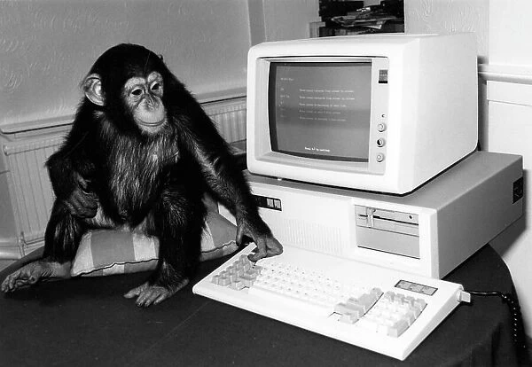 Chimp with computer
