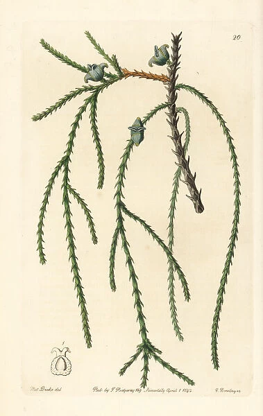 Chinese arborvitae, Platycladus orientalis