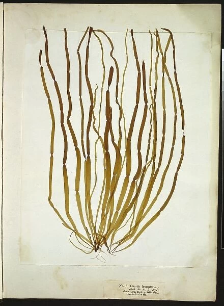 Chorda lomentaria, seaweed