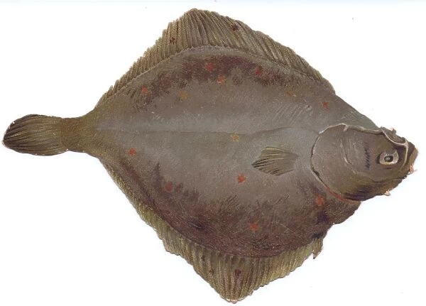 Christmas card in the shape of flat brown fish