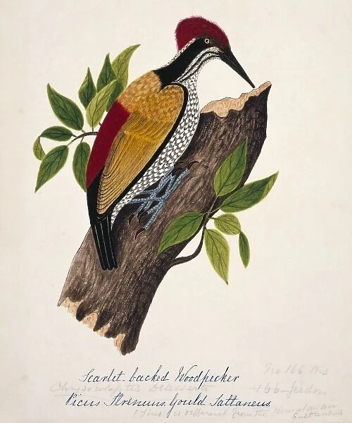 Chrysocolaptes lucidus, greater flame-backed woodpecker