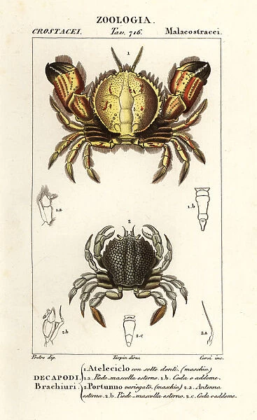 Circular crab and swimming crab