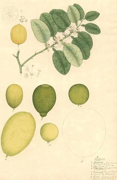 Citrus medica, lime