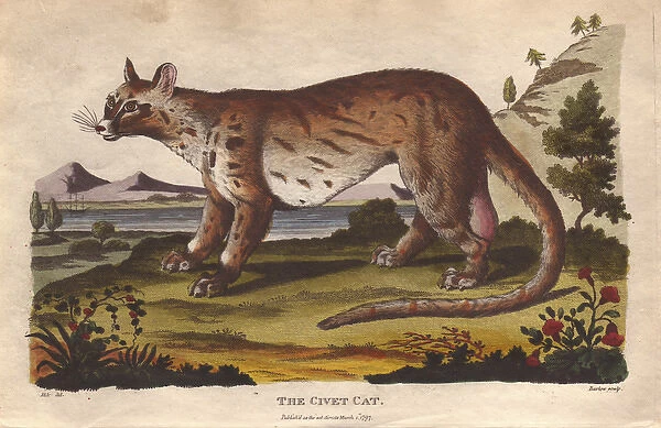 Civet cat, Civetticus civetta