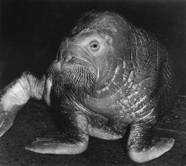 Closeup of a walrus