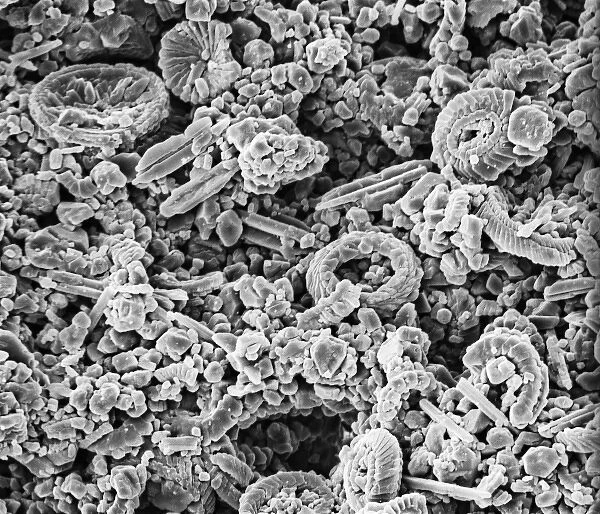 Coccolith. Scanning electron microscope (SEM) image of a Folkestone chalk