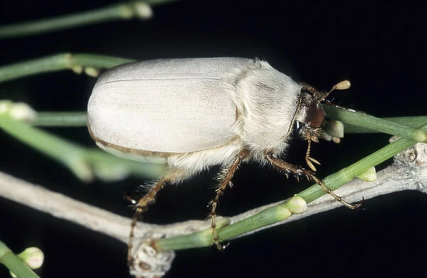 Cockchafer Beetle (close relative of May bug)