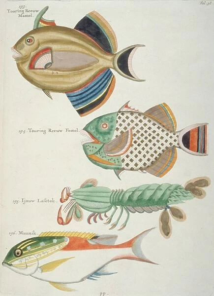 Colourful illustration of three fish and a crustacean