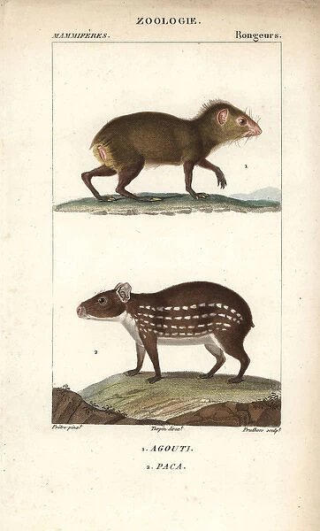 Common agouti, Dasyprocta species, and lowland