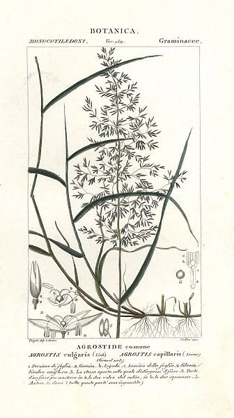 Common bent, Agrostis capillaris